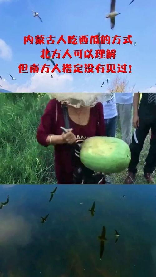 蒙古吃瓜,传统与现代的交融