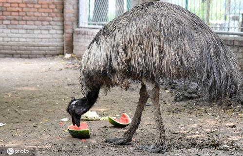 吃瓜的小兽医,吃瓜小兽医生的趣味医案集
