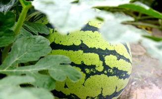 看瓜和吃瓜的古诗,看瓜与吃瓜的诗意描绘