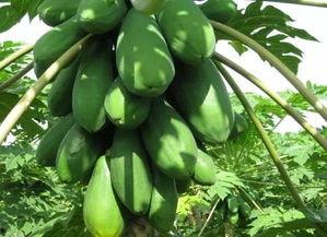 好学吃瓜,揭秘网络热点的背后故事