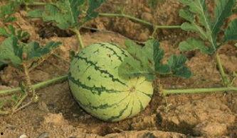 路边吃瓜的小伙,见证现代都市生活百态