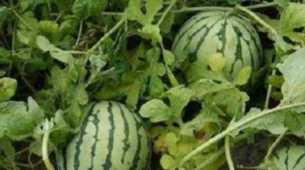 路边吃瓜的小伙,见证现代都市生活百态