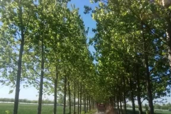 路边吃瓜的小伙,见证现代都市生活百态