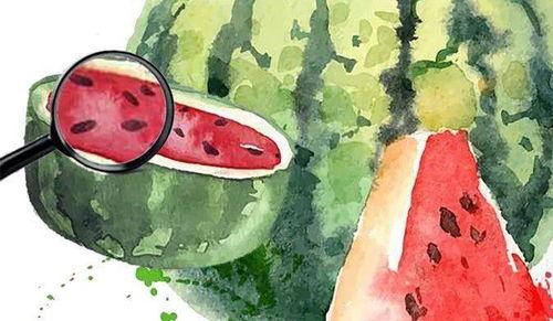 那年冬天我吃瓜,瓜田里的甜蜜回忆