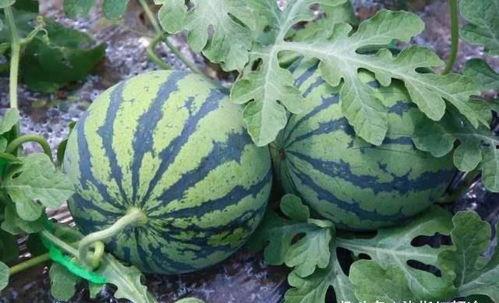 吃瓜在线阳光,揭秘网络热点的背后真相