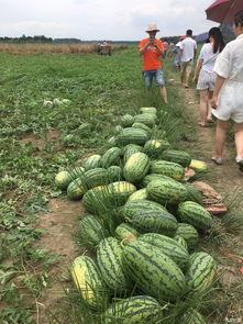 吃瓜在线阳光,揭秘网络热点的背后真相