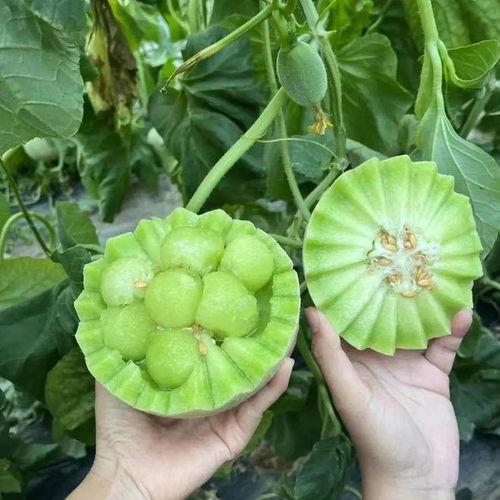 吃瓜在线阳光,揭秘网络热点的背后真相