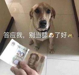 军训吃瓜舔狗,揭秘军营里的趣味瞬间
