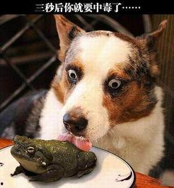 军训吃瓜舔狗,揭秘军营里的趣味瞬间