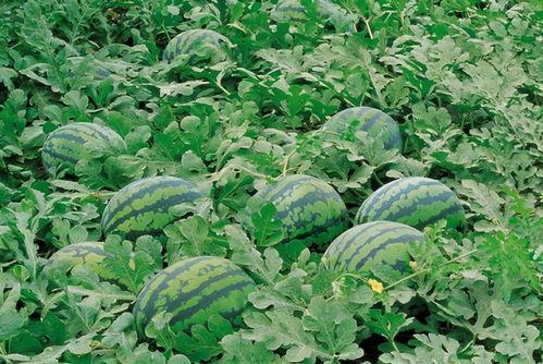 小风吃瓜地,揭秘娱乐圈幕后故事