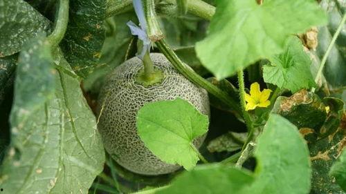 清凉吃瓜的图片,吃瓜解暑，尽享悠闲时光