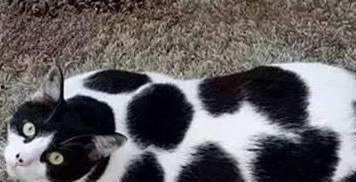 盘点猫咪吃瓜名场面,萌宠版“瓜田李下”