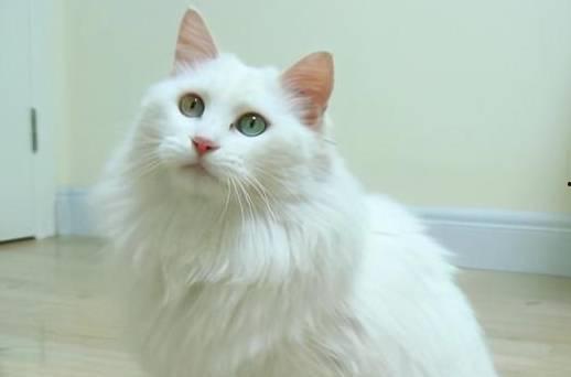 盘点猫咪吃瓜名场面,萌宠版“瓜田李下”