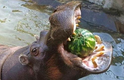 中国动物也吃瓜,揭秘中国动物们的“美食”世界