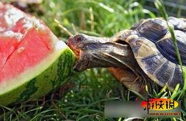 中国动物也吃瓜,揭秘中国动物们的“美食”世界