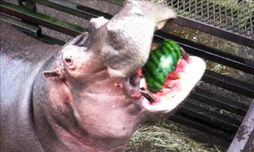 中国动物也吃瓜,揭秘中国动物们的“美食”世界