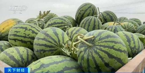 临漳吃瓜,探寻地方特色美食之旅