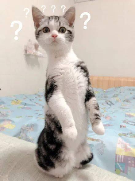 面瓜猫咪可以吃吗怎么吃,安全与营养的完美结合