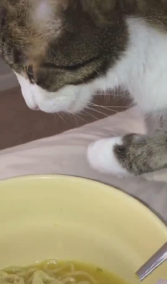 面瓜猫咪可以吃吗怎么吃,安全与营养的完美结合