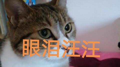 面瓜猫咪可以吃吗怎么吃,安全与营养的完美结合