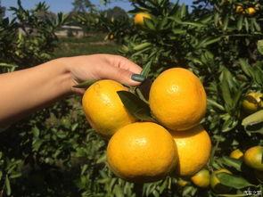 橘子橘子吃瓜,探寻水果界的跨界美味