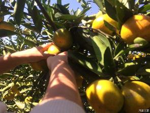 橘子橘子吃瓜,探寻水果界的跨界美味