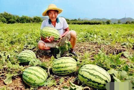 路边吃瓜比赛,一场别开生面的路边吃瓜大赛