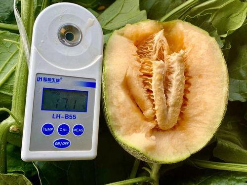 吃瓜合集密码是多少,揭秘热门话题背后的秘密