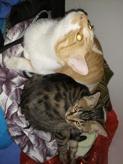 猫咪吃瓜粤语在线观看,在线观看笑翻天！