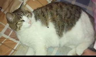 猫咪吃瓜粤语在线观看,在线观看笑翻天！