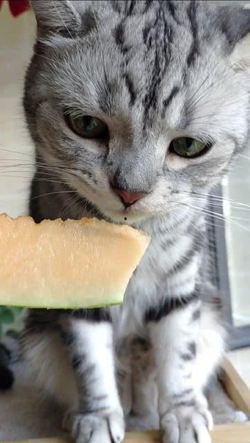 猫咪吃瓜粤语在线观看,在线观看笑翻天！