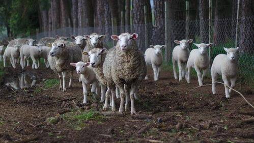 吃瓜灰灰羊,揭秘网络红人的崛起之路