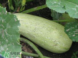 可以吃角瓜吗,角瓜的营养价值与食用指南
