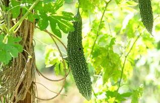 肿瘤可以吃凉瓜,天然凉性食材的养生之道