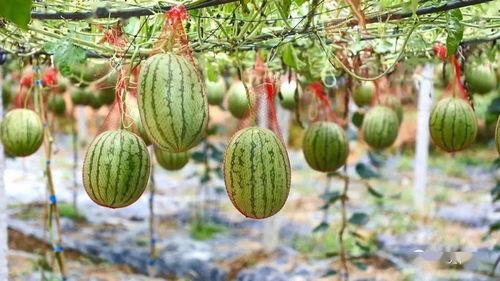 湖师吃瓜,揭秘那些“吃瓜”背后的故事