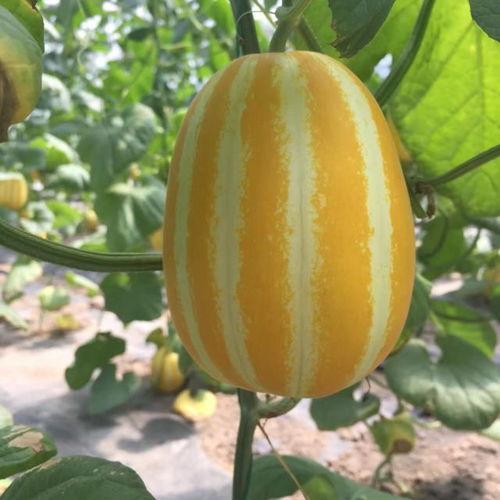 在哪可以免费吃瓜,畅享夏日清凉新体验