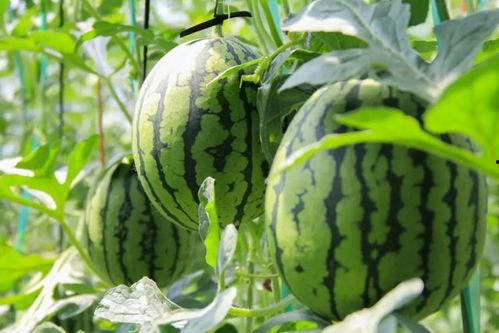 在哪可以免费吃瓜,畅享夏日清凉新体验