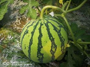 现在吃瓜都不叫吃瓜,新时代“吃瓜群众”的演变与新生