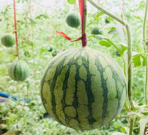 潢川吃瓜事情视频,一场网络热议背后的真相揭秘