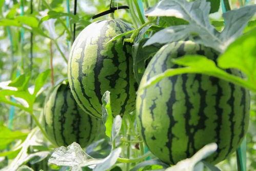 实时免费吃瓜,揭秘娱乐圈最新热点！