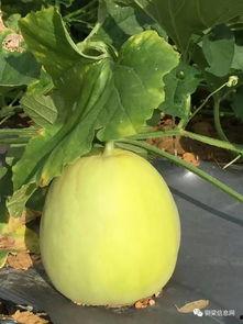 实时免费吃瓜,揭秘娱乐圈最新热点！