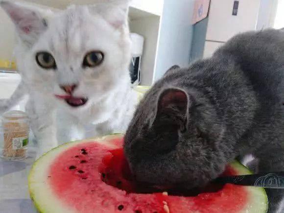 吃瓜猫白龙王,吃瓜猫白龙王的奇幻冒险之旅