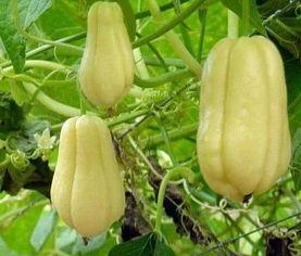 吃瓜人外号,揭秘“吃瓜人”背后的故事与传奇