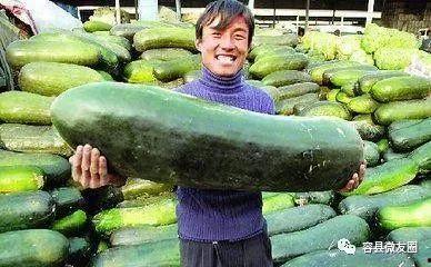 吃瓜 爱吃瓜,揭秘“吃瓜群众”的狂欢世界