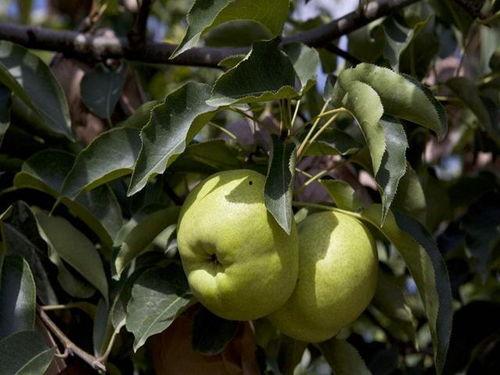 苹果梨剧场吃瓜,一场吃瓜群众的狂欢盛宴