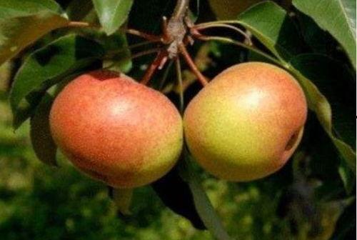 苹果梨剧场吃瓜,一场吃瓜群众的狂欢盛宴