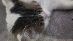 猫吃瓜拉稀吗,揭秘瓜果对猫咪的影响