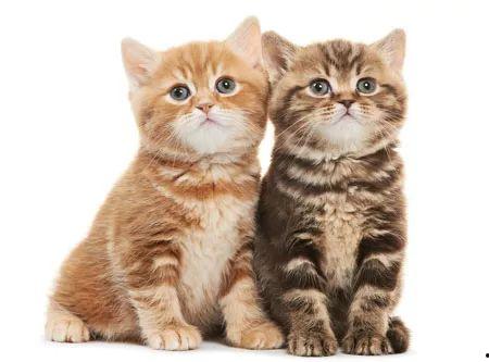 猫吃瓜拉稀吗,揭秘瓜果对猫咪的影响