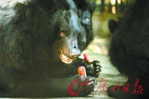 狗熊吃瓜吗,揭秘它们吃瓜的秘密