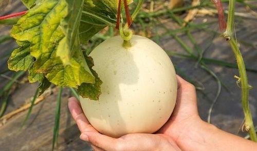 疼痛可以吃毛瓜吗,毛瓜——天然止痛美食的选择